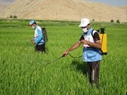 استقرار۲۰ اکیپ مبارزه با آفت ملخ در مزارع چهارمحال‌وبختیاری