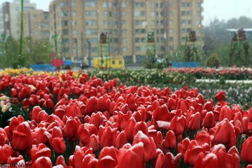 بارش برف در ارومیه