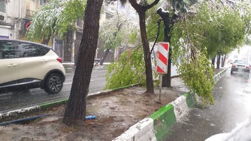 شاخه‌هایی که بجای میوه، شکستند