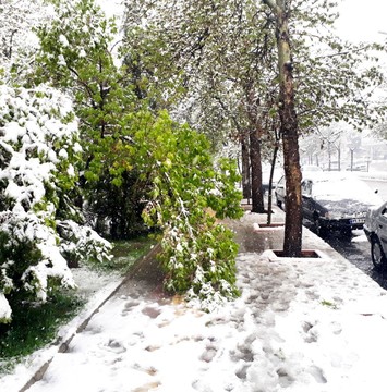 شاخه‌هایی که بجای میوه، شکستند