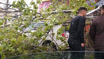 شاخه‌هایی که بجای میوه، شکستند