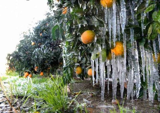 احتمال یخ‌زدگی محصولات کشاورزی