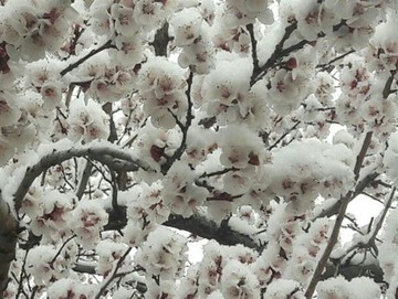 دمای هوای همدان به منفی ۵ درجه خواهد رسید/ بارش برف در مناطق شمالی استان
