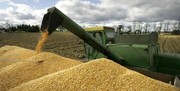 قیمت گندم برای مصارف صنعتی مشخص شد