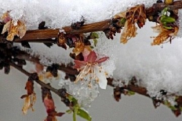 خسارت ۲۱۵ میلیارد ریالی سرمای بهاره به محصولات کشاورزی مهاباد