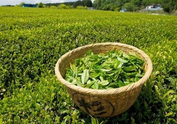 تلاش هند برای یافتن راه‌های جدید صادرات چای به ایران