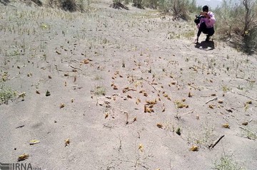 آلوده شدن 300 هکتار از مراتع ریگان به ملخ صحرایی