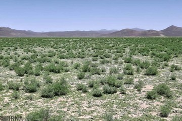 آلوده شدن 300 هکتار از مراتع ریگان به ملخ صحرایی