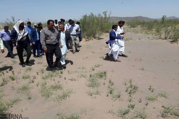 آلوده شدن 300 هکتار از مراتع ریگان به ملخ صحرایی