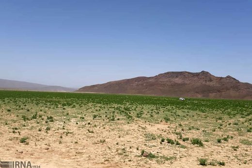 آلوده شدن 300 هکتار از مراتع ریگان به ملخ صحرایی