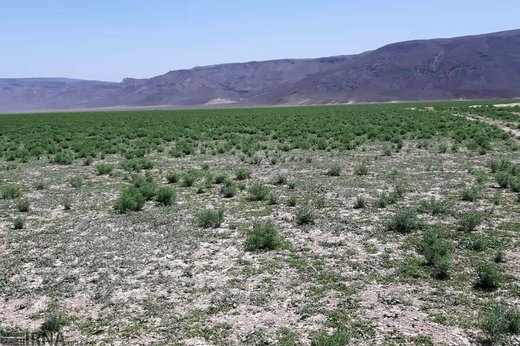 آلوده شدن 300 هکتار از مراتع ریگان به ملخ صحرایی