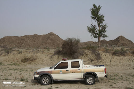 مبارزه با ملخ های صحرایی با هواپیمای سمپاش