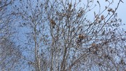 سرما به باغات استان چهارمحال‌وبختیاری ۳۶۰ میلیارد تومان خسارت وارد کرد