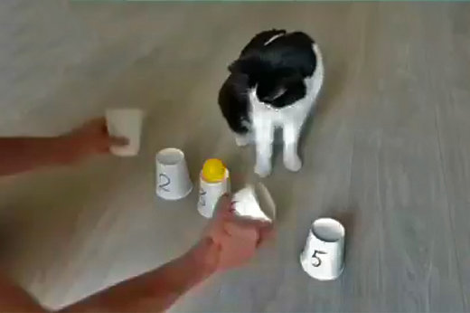فیلم | بازی با باهوش‌ترین گربه دنیا