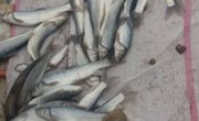 صیادان متخلف ماهی در شهرستان چگنی دستگیر شدند