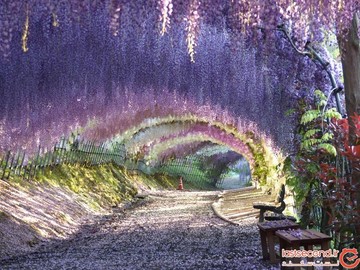 تونل‌های زیبای ویستریا در ژاپن، متعلق به افسانه‌ پریان