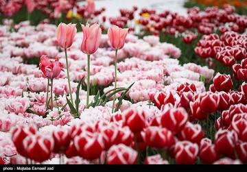 نهمین جشنواره گل ارومیه