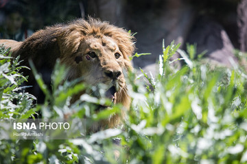«سونیکا» جایگزین کامران در باغ وحش انگلیس/ عکس
