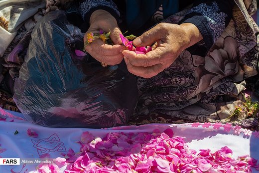 آیین گل‌غلتان نوزادان در امیریه