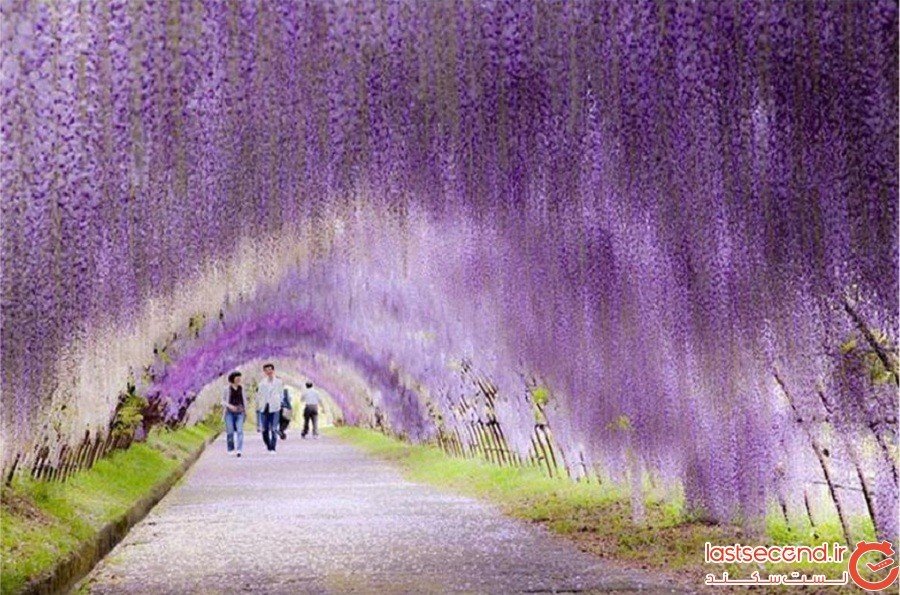  تونل‌های زیبای ویستریا در ژاپن
