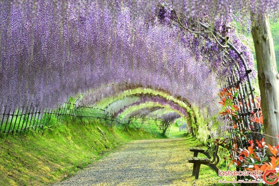  تونل‌های زیبای ویستریا در ژاپن