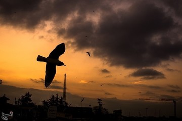 بندر انزلی