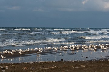 بندر انزلی