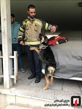 نجات سگ از چاه عمیق در اقدسیه تهران/ عکس