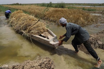 برداشت گندم از مزارع به زیر آب رفته شادگان