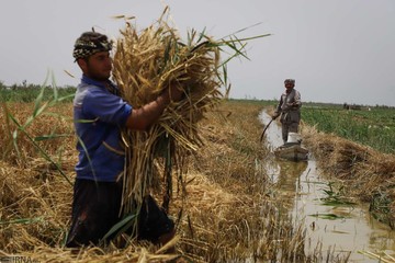 برداشت گندم از مزارع به زیر آب رفته شادگان