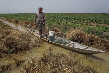 برداشت گندم از مزارع به زیر آب رفته شادگان