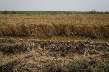 برداشت گندم از مزارع به زیر آب رفته شادگان