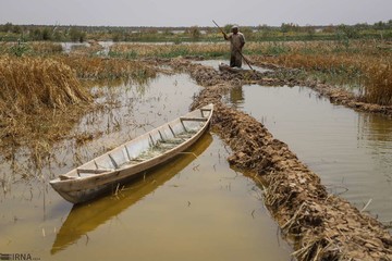 برداشت گندم از مزارع به زیر آب رفته شادگان