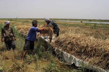 برداشت گندم از مزارع به زیر آب رفته شادگان