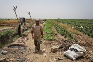 برداشت گندم از مزارع به زیر آب رفته شادگان