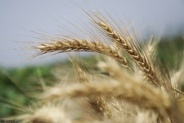 پیش‌بینی خرید تضمینی ۶۰۰ هزار تن گندم در آذربایجان‌غربی