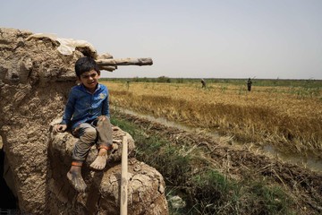برداشت گندم از مزارع به زیر آب رفته شادگان