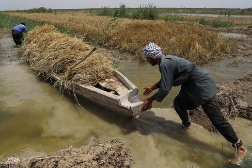 برداشت گندم از مزارع به زیر آب رفته شادگان