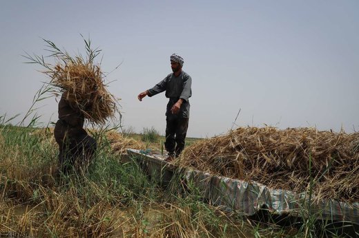 برداشت گندم از مزارع به زیر آب رفته شادگان