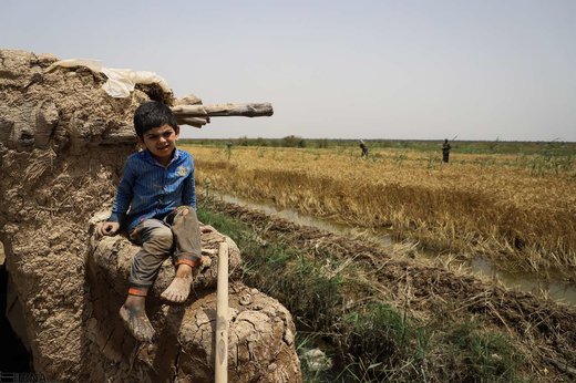 برداشت گندم از مزارع به زیر آب رفته شادگان