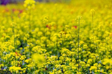 طبیعت بهاری منطقه آزاد ارس