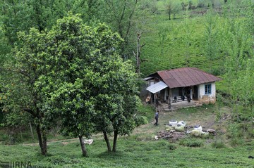 برداشت چای و فراوری آن در شهرستان لاهیجان