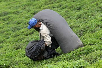 برداشت چای و فراوری آن در شهرستان لاهیجان