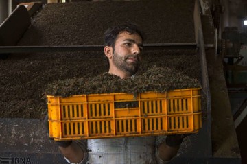 برداشت چای و فراوری آن در شهرستان لاهیجان
