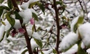 سرمازدگی ۱۰ هزار میلیاردتومان به باغات خسارت زد