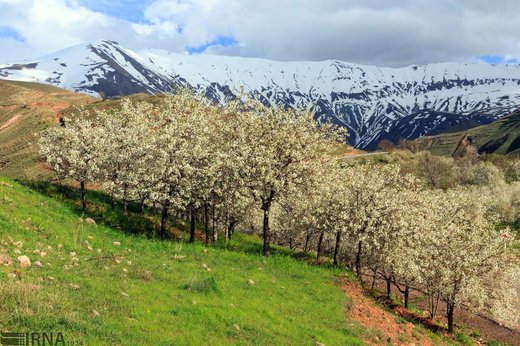 طبیعت بهاری منطقه آزاد ارس