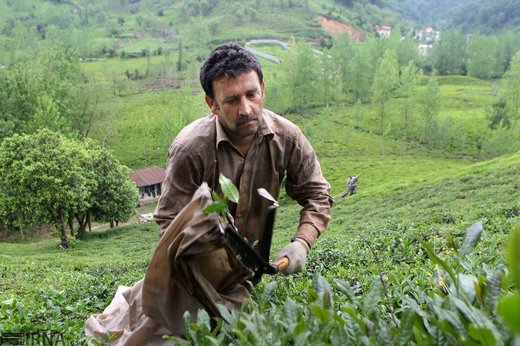 برداشت چای و فراوری آن در شهرستان لاهیجان