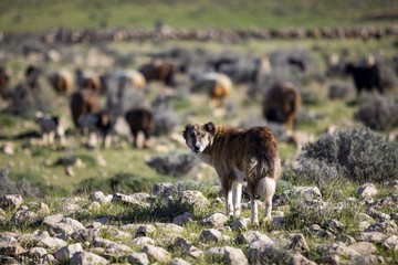کوچ بهاره عشایر فارس