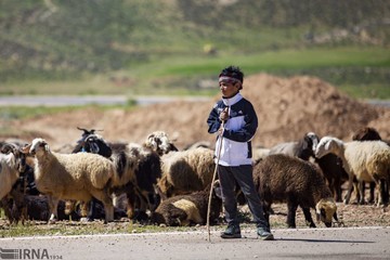 کوچ بهاره عشایر فارس