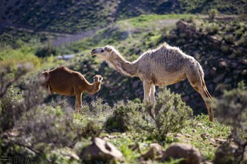 کوچ بهاره عشایر فارس